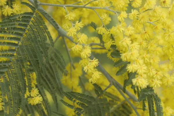 Detail Flowering Acacia Dealbata Silver Wattle Springti — Stock Photo, Image