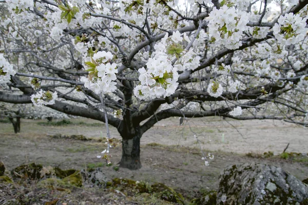 Bahar Zamanı Kiraz Ağacı Açan Kiraz Çiçeği Beyaz Çiçekler — Stok fotoğraf