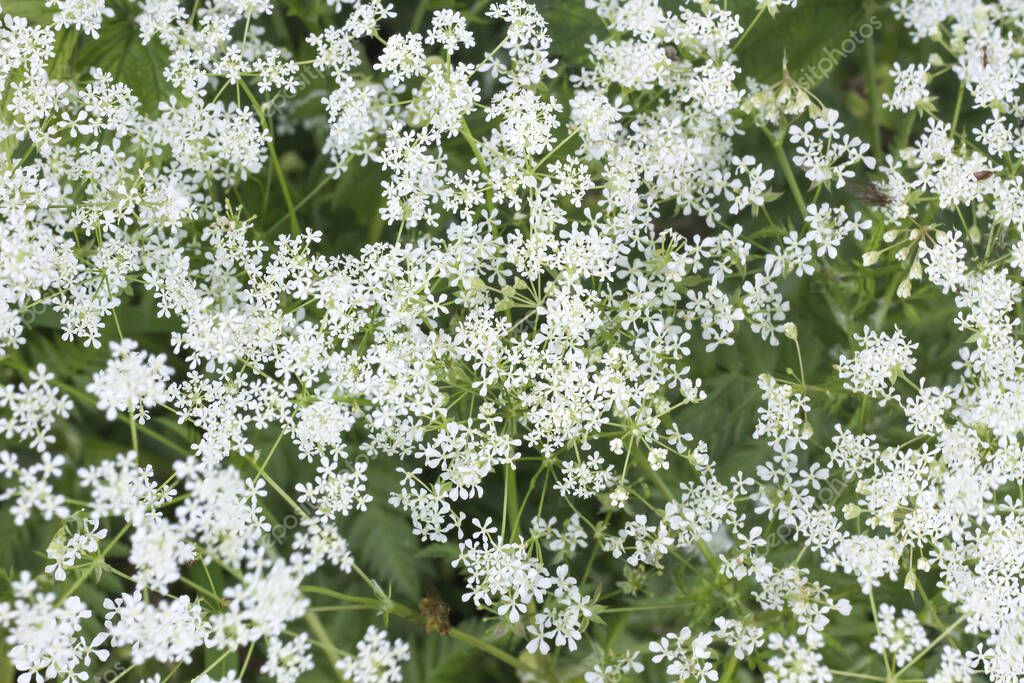Hemlock white flowers in spring