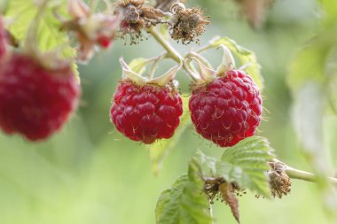 Yabani ahududu üzerine tatlı kırmızı meyveler