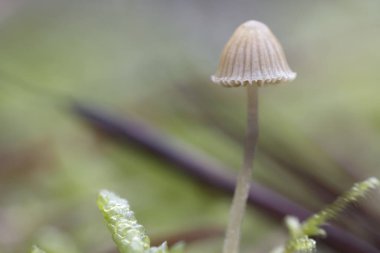 Mycena cinerella küçük mantarı yakın çekim