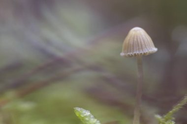 Mycena Cinerella 'nın küçük mantarı ve bulanık ormanın ayrıntıları