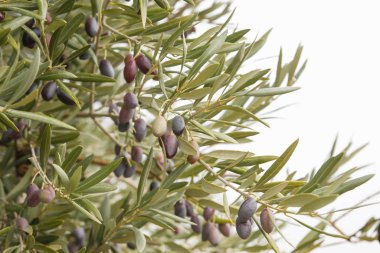Olgunlaşan resimli zeytin meyvelerinin ayrıntıları 