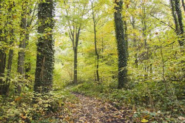 Yaprak döken ormanda sonbahar manzarası