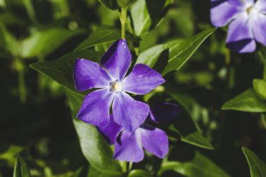 Vinca minör veya yaygın periwilnkle çiçeği