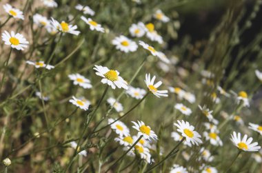 Papatya çiçeği, yakın görüş.