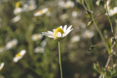 Papatya çiçeği yaklaş