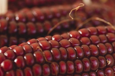 Ear of red maize close up clipart