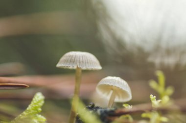 İki Mycena Cinerella yabani mantarı 