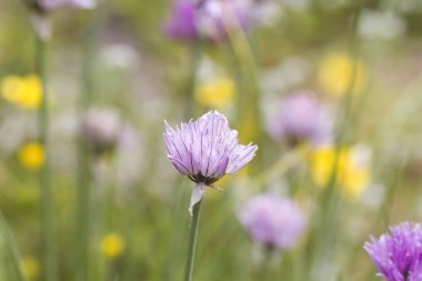 Baharın bahçesinde çiçek açan soğan aromalı otlar. 