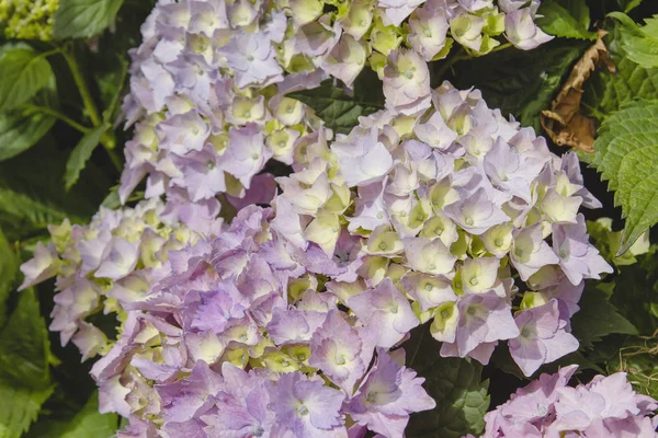 Гортензія Макрофілія Нескінченні Літні Квіти — стокове фото