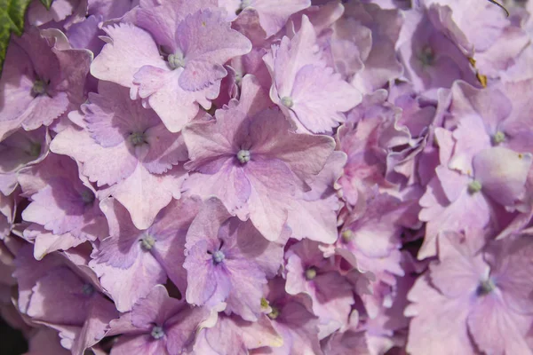 Detail Hydrangea Macrophylia Pink Flowers — Stock Photo, Image