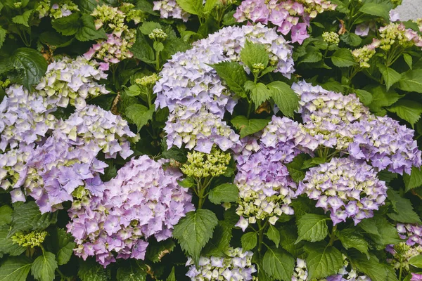 Hydrangea Macrophylia Flowering Plant Pink Purple Flowerhea — Stock Photo, Image