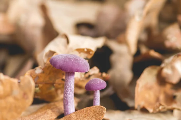 Detalj Två Små Lila Svampar — Stockfoto