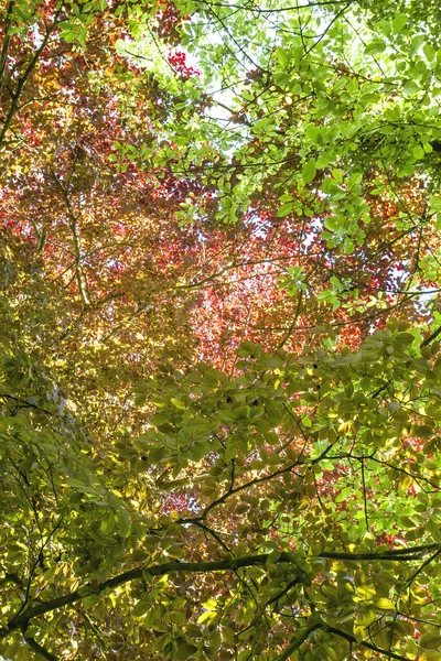 Detalhe Fagus Sylvatica Purpurea Folhagem Colorida — Fotografia de Stock