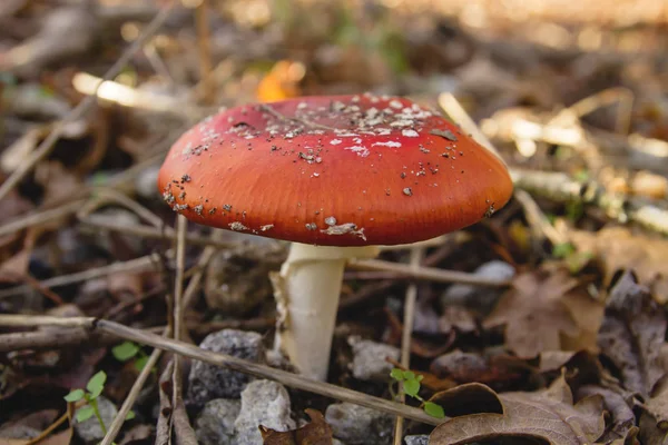 Amanita Muscaria Lub Grzyb Agaryczny — Zdjęcie stockowe