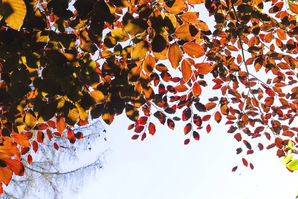 Detail Fagus Sylvatica Purpurea Barevné Listí — Stock fotografie