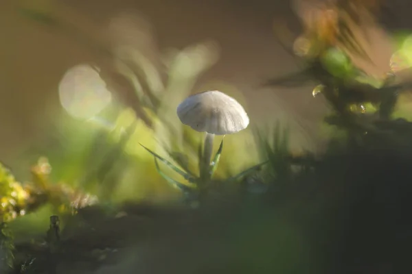 Mycena Cinerella Vit Svamp Växer Bland Skogen Mossa — Stockfoto