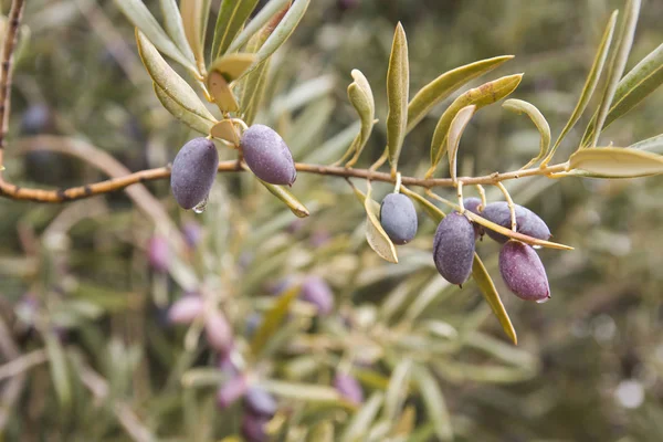 Detail Ripening Picual Olive Fruits — Stock Photo, Image