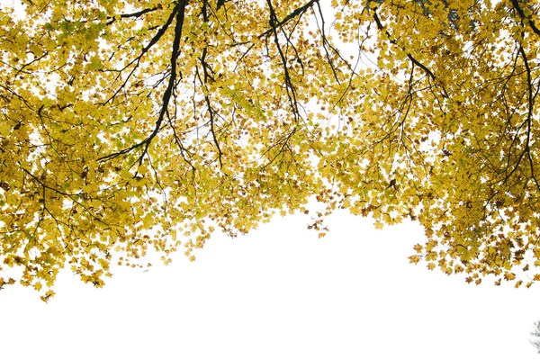 Javorové Stromy Žluté Listí Podzim — Stock fotografie