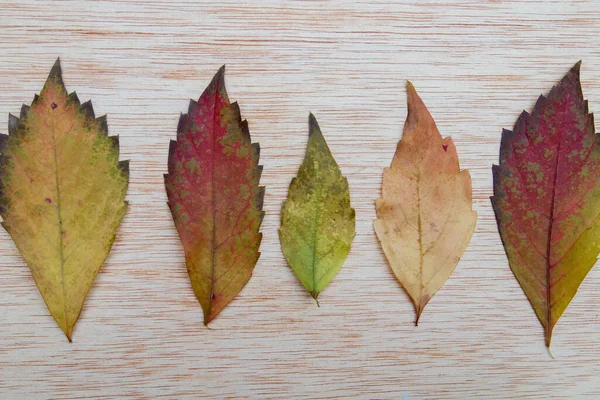 Eine Reihe Farbenfroher Herbstblätter — Stockfoto