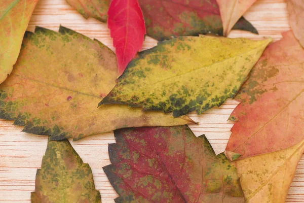 Kleurrijke Herfstbladeren Een Houten Tafel — Stockfoto