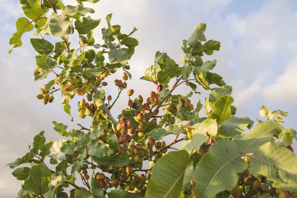 Pistacia Vera Árbol Lleno Frutas — Foto de Stock