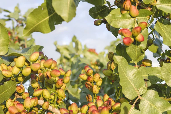 Πυρήνας Pistacio Που Αναπτύσσεται Ποικιλία — Φωτογραφία Αρχείου