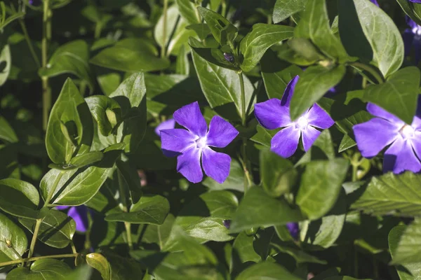 Vinca Planta Con Flores Menores Primavera — Foto de Stock