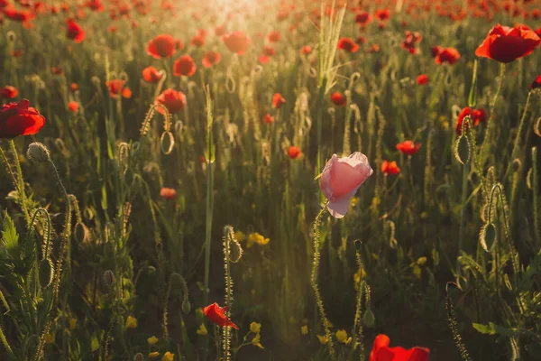 Flores Papoula Rosa Vermelha Florescendo Primavera Durante Pôr Sol — Fotografia de Stock