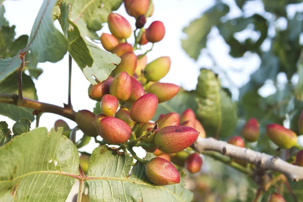 Λεπτομέρεια Φυτού Pistacia Vera Φρούτα — Φωτογραφία Αρχείου