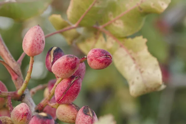 Detail Pink Kerman Pistachios Nature Background — Stock Photo, Image