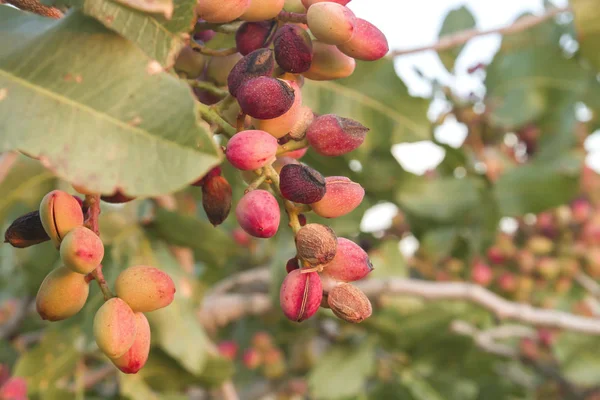 Detail Pistacia Vera Fruits — Stock Photo, Image