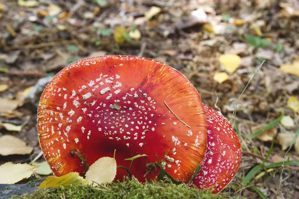 Λεπτομέρεια Από Amanita Muscaria Μύγα Agaric Μανιτάρι Κόκκινο Καπάκι — Φωτογραφία Αρχείου