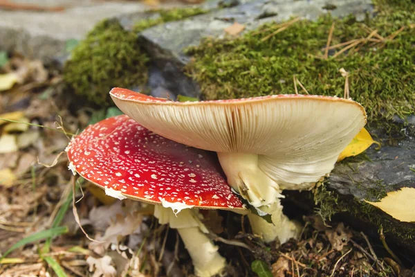 Άγρια Μανιτάρια Amanita Muscaria Στο Φθινοπωρινό Δάσος — Φωτογραφία Αρχείου