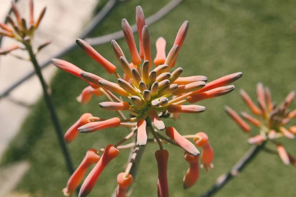 Aloe Vera Rostlina Kvetoucími Oranžovými Květy — Stock fotografie