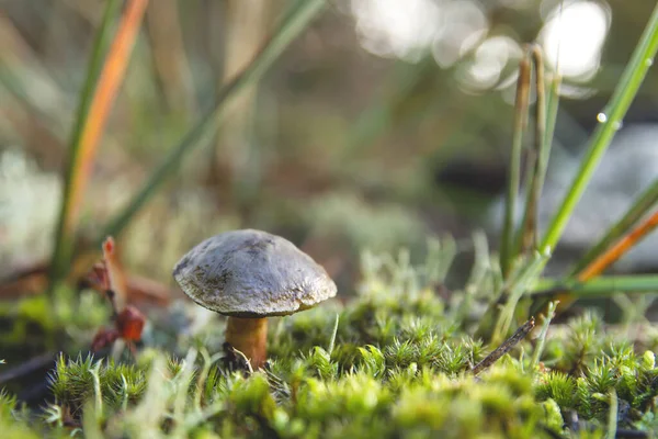 Kleine Boleet Paddestoel Groeiend Het Bos Groen Mos — Stockfoto