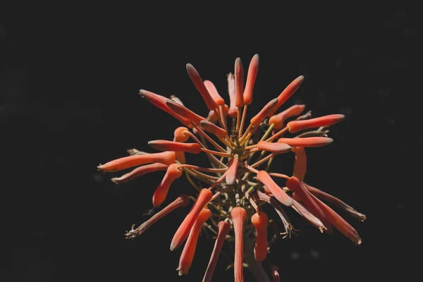 Planta Aloe Vera Con Flores Naranjas Florecientes — Foto de Stock