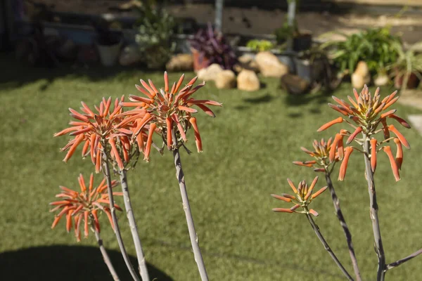 Aloe Vera Plante Avec Des Fleurs Oranges Fleurs — Photo