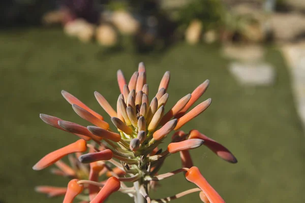 Planta Aloe Vera Con Flores Naranjas Florecientes — Foto de Stock