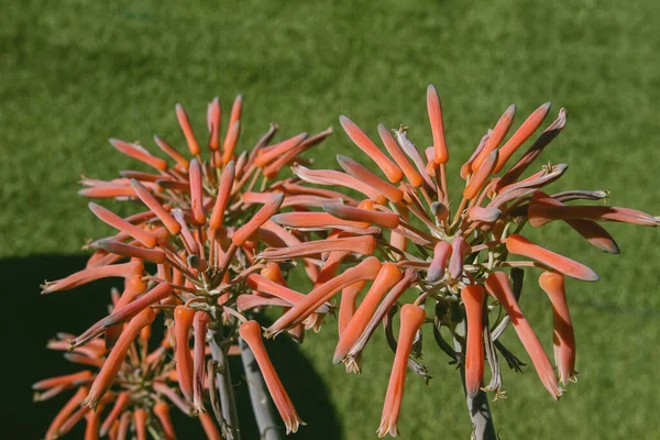 Planta Aloe Vera Con Flores Naranjas Florecientes — Foto de Stock