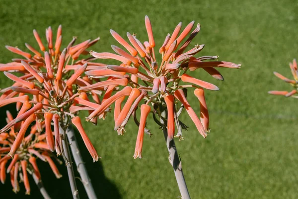 Planta Aloe Vera Con Flores Naranjas Florecientes — Foto de Stock