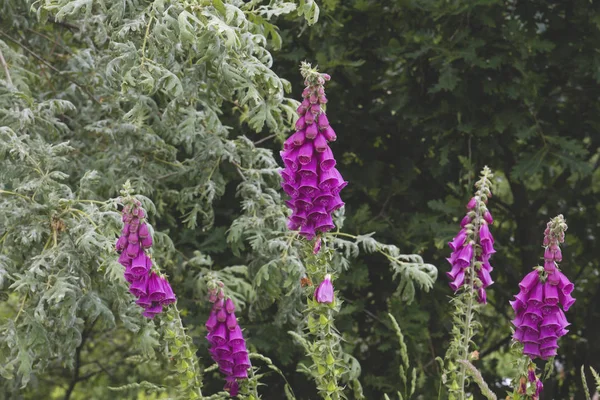 Flores Foxglowe Floreciendo Bosque — Foto de Stock