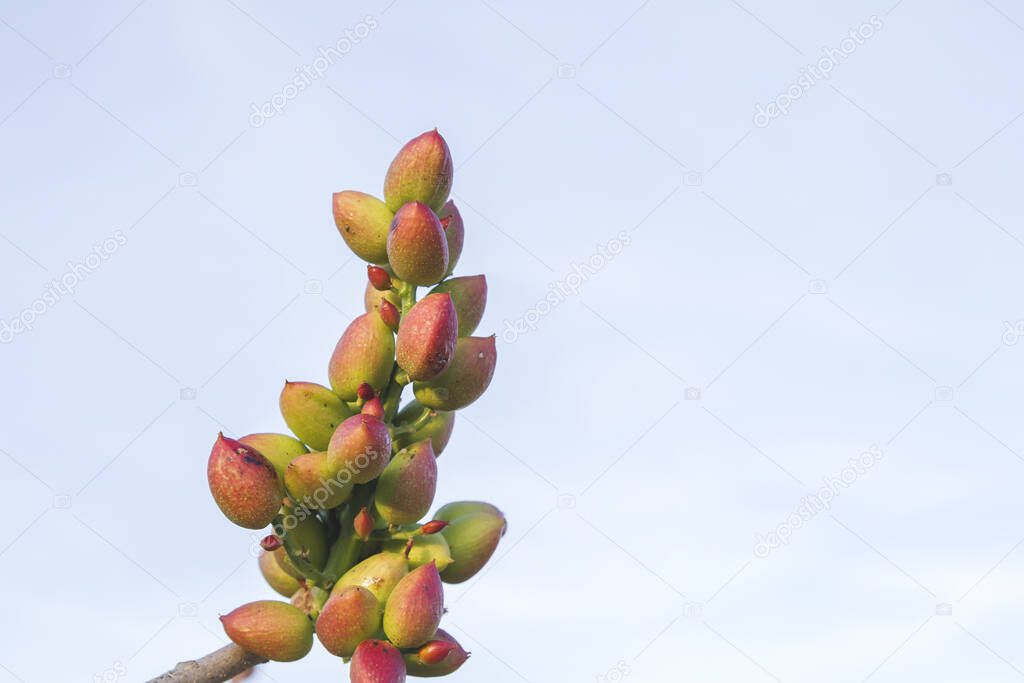Branche of kerman pistacia vera plant full of fruits 