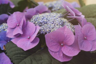 Menekşe ortanca chinensis çiçekleri, çiçek arkaplanı 