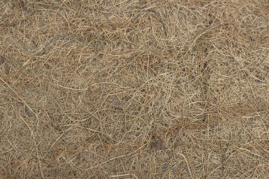 Hindistan cevizi ipliği arkaplanı veya dokusu 