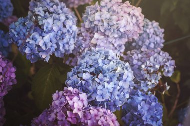 mavi, mor ve pembe ortanca