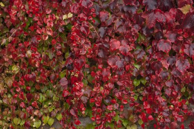 Sonbaharda kırmızı üzüm yaprakları 