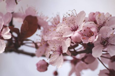 Kiraz ağacı çiçeği, yakın çekim görüntüsü