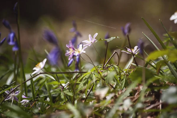 Wild Flowers Blooming Close — Stock Photo, Image